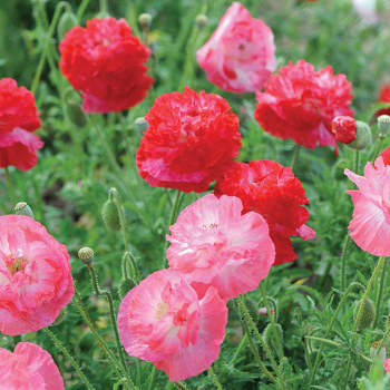 Supreme Poppy