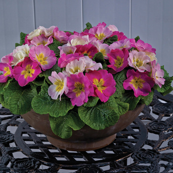 Primula, Sweet 16 Hybrid