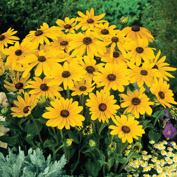 Rudbeckia, Indian Summer 