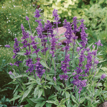 Salvia, Evolution® Violet