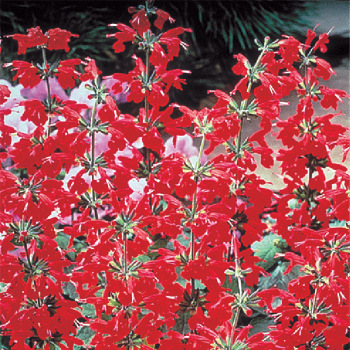 Lady In Red Salvia