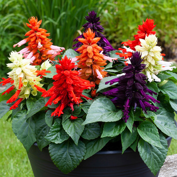 Salvia, Mojave&trade; Mix
