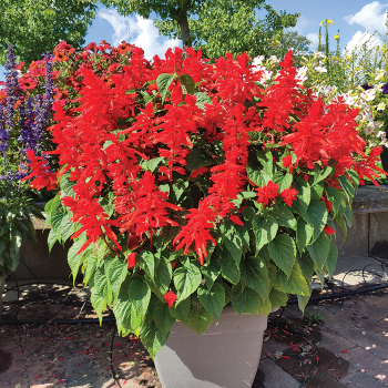 Red Hill Salvia