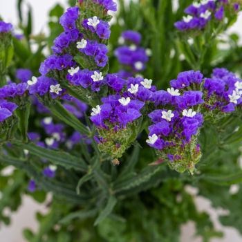 Statice, Hipster™ Blue