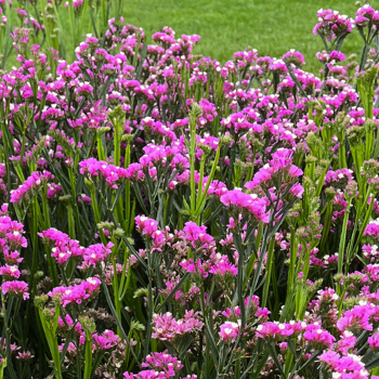 Statice, Hipster™ Rose