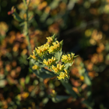 Statice, Hipster™ Yellow