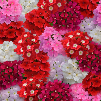 Verbena, SD Quartz XP Mix Valentine