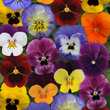 Viola, Sorbet&reg; XP Autumn Select Mixture