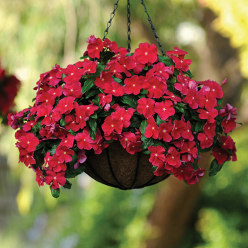 Vinca, Mediterranean XP Red 