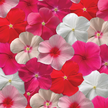 Vinca, Mediterranean XP Mix 