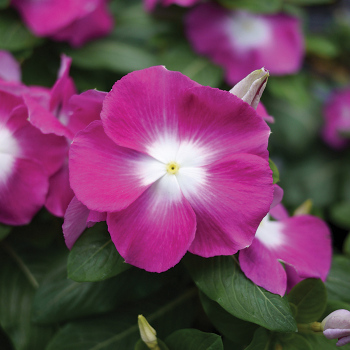 Vinca, Mega Bloom® Orchid Halo Hybrid 