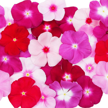 Vinca, Mega Bloom&reg; Mix