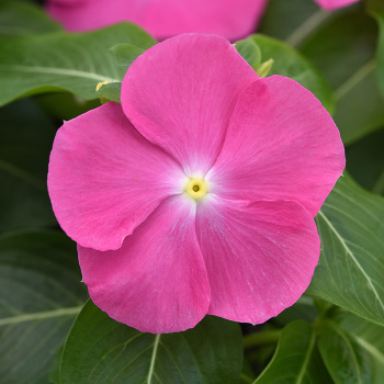 Vinca, Pacifica XP Pink Improved
