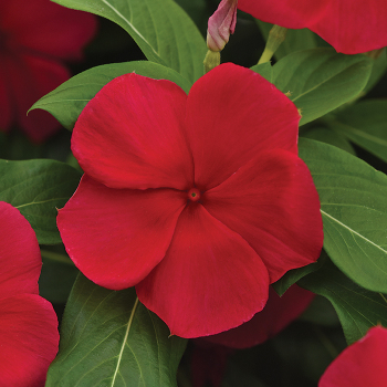 Vinca, Titan-ium™ Dark Red Hybrid 
