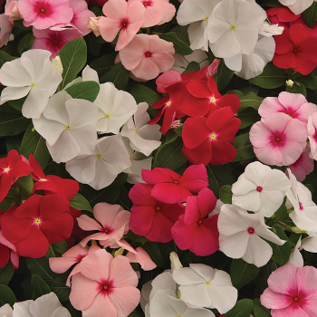 Vinca, Titan-ium™ Mix Hybrid 