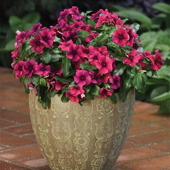 Tattoo Black Cherry Vinca