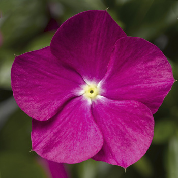 Vinca, Cora&reg; Cascade XDR Violet