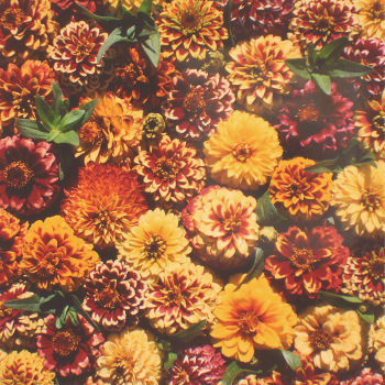 Aztec Sunset Zinnia