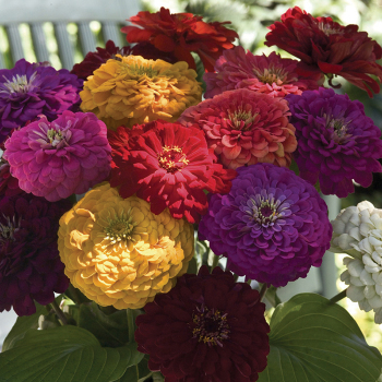 Zinnia, Benary's Giant Mix