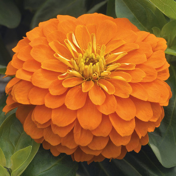 Zinnia, Magellan&trade; Orange
