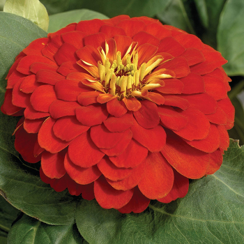 Zinnia, Magellan&trade; Scarlet