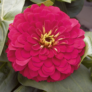 Zinnia, Magellan&trade; Cherry