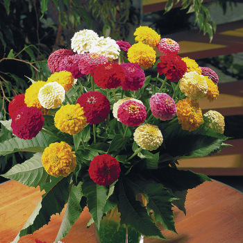 Zinnia, Oklahoma Mix 