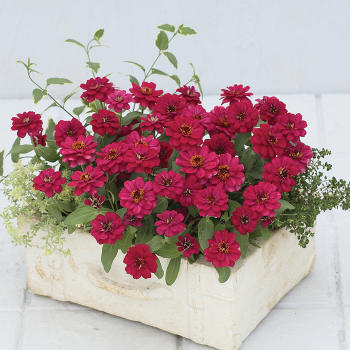 Zinnia, Profusion Double Hot Cherry Hybrid 