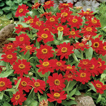 Profusion Cherry Hybrid Zinnia