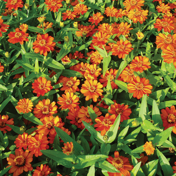 Zinnia, Profusion Orange Hybrid 