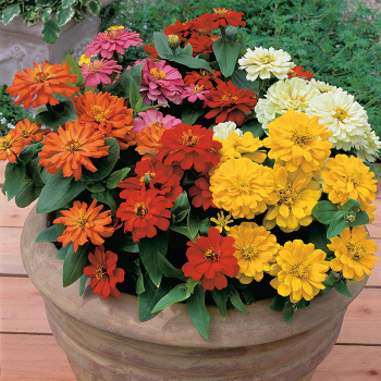 Zinnia, Short Stuff Mix