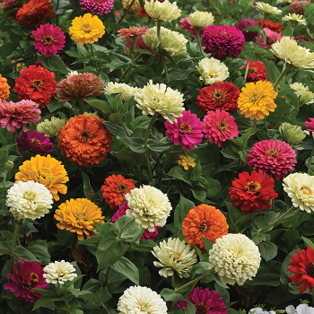 Zinnia, Tetra State Fair Mix 