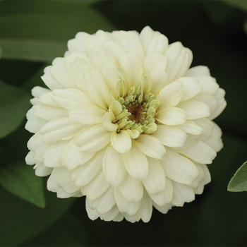 White Zahara Double Zinnia