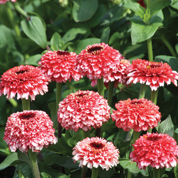Zinnia, Zinderella Fizz