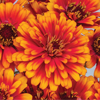 Zinnia, Zowie!™ Yellow Flame Hybrid