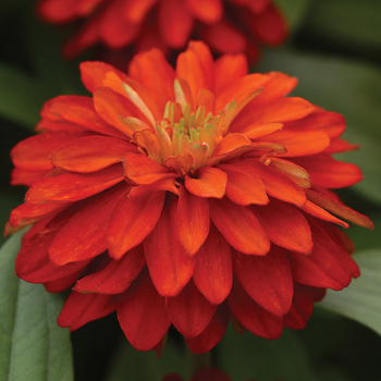 Zinnia, Zahara™ Double Fire 