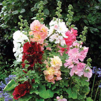 Spring Celebrities Mix Hollyhock