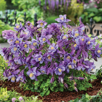 Purple Blue Earlybird Hybrid Aquilegia