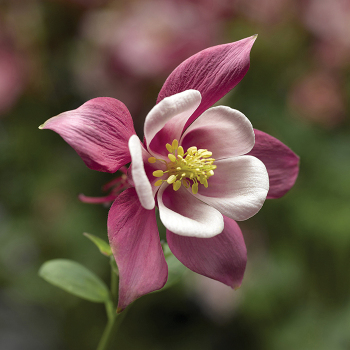 Rose & Pink Kirigami Aquilegia