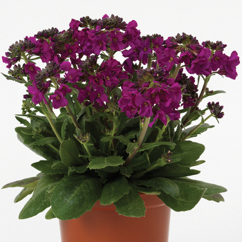 Barranca Deep Rose Arabis