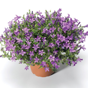Clockwise Deep Blue Hybrid Campanula