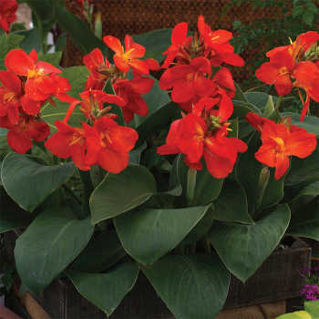 South Pacific Scarlet Hybrid Canna