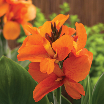 Orange South Pacific Hybrid Canna