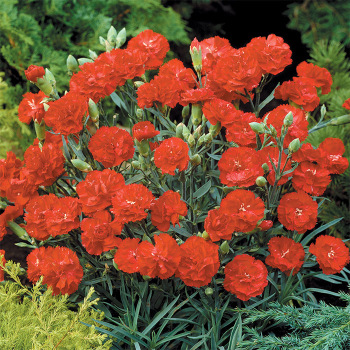 Can Can Scarlet Hybrid Carnation
