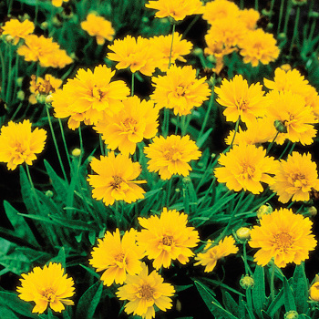 Coreopsis, Early Sunrise 