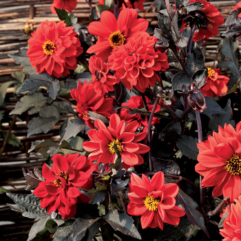 Dahlia, Black Forest Ruby 