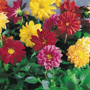 Dahlia, Garden Pride Mix 