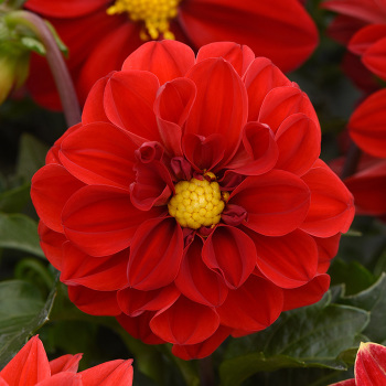 Dahlia, Figaro&trade; Red Shades