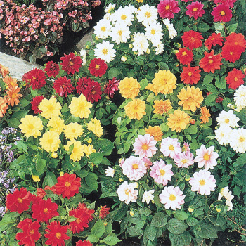 Figaro Mixed Dahlia