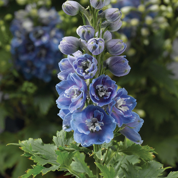 Light Blue White Bee Delphina Delphinium